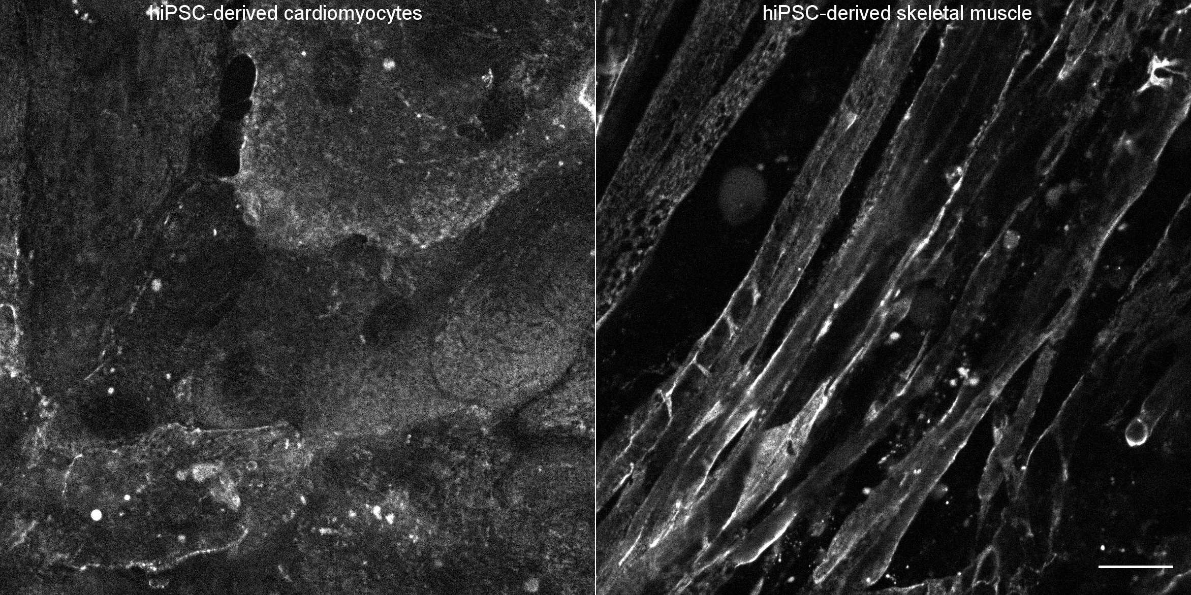 [object Object] thumbnail