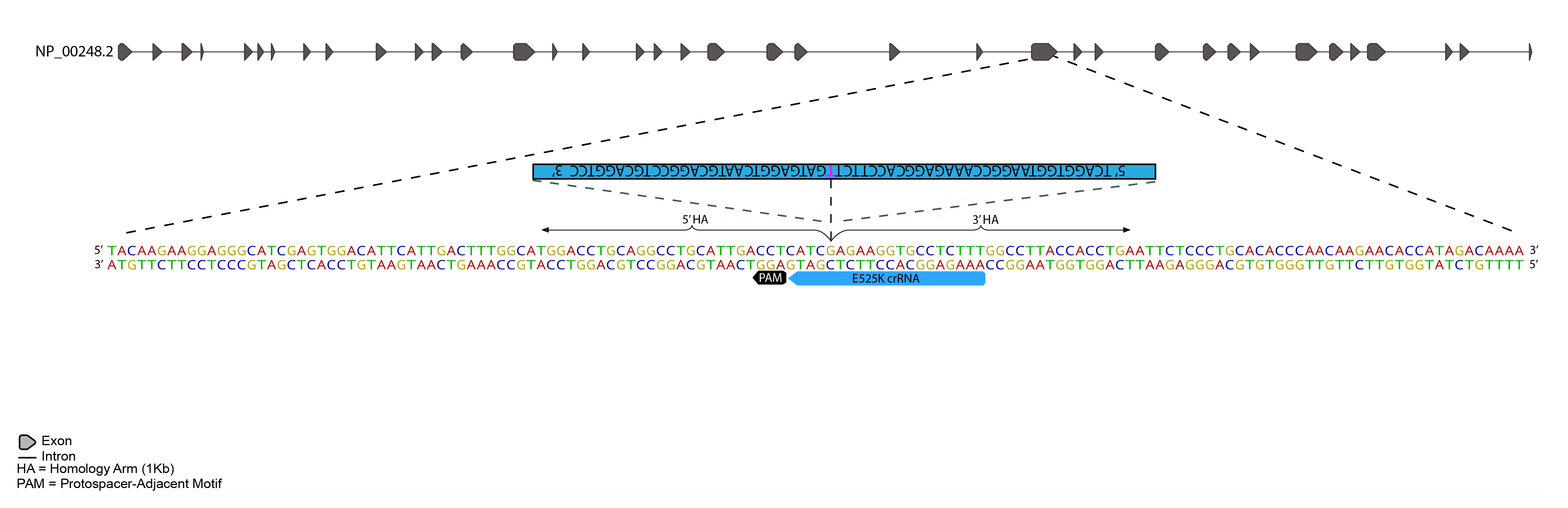 CRISPR-Cas9 methodology was used to introduce a single base pair mutation to MYH7, and mEGFP at C-terminus of ACTN2 as shown below.