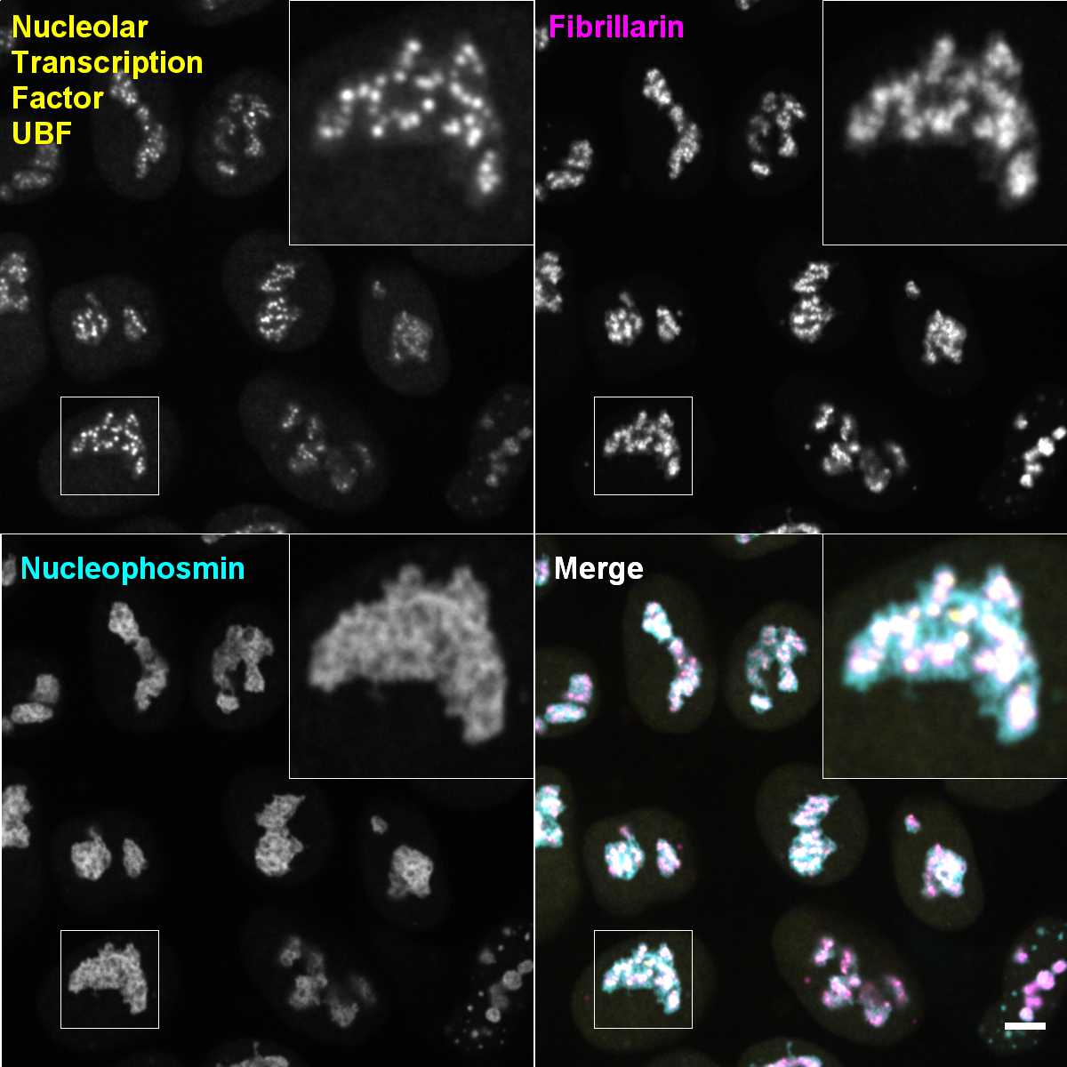 [object Object] thumbnail